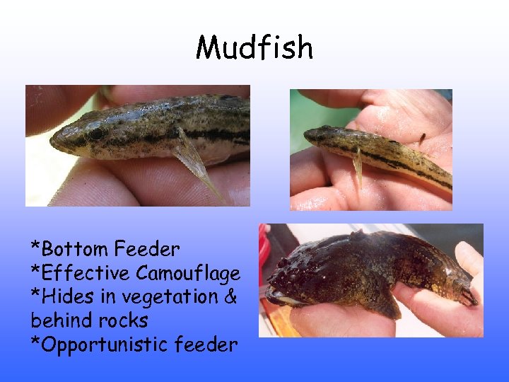 Mudfish *Bottom Feeder *Effective Camouflage *Hides in vegetation & behind rocks *Opportunistic feeder 