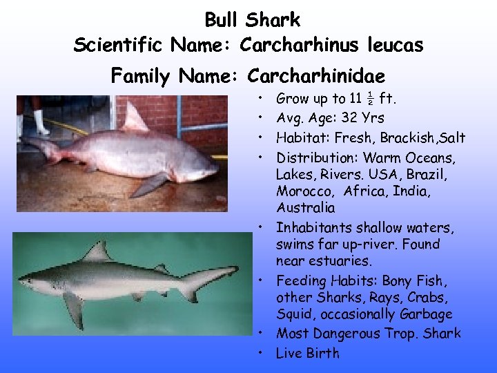 Bull Shark Scientific Name: Carcharhinus leucas Family Name: Carcharhinidae • • Grow up to