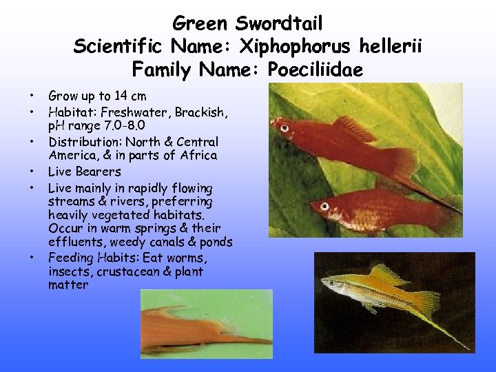 Green Swordtail Scientific Name: Xiphophorus hellerii Family Name: Poeciliidae • • • Grow up