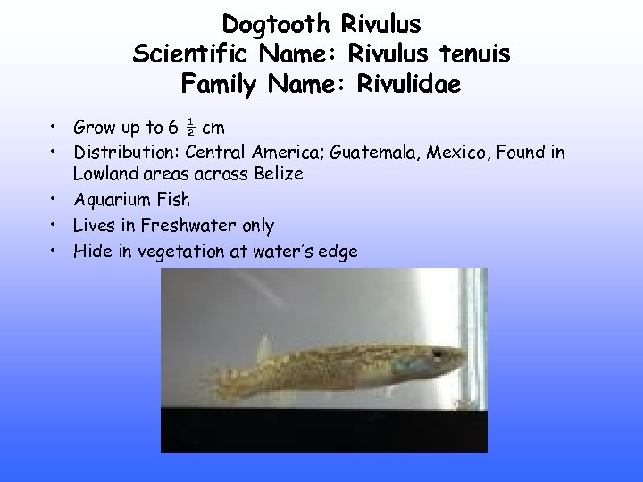 Dogtooth Rivulus Scientific Name: Rivulus tenuis Family Name: Rivulidae • Grow up to 6