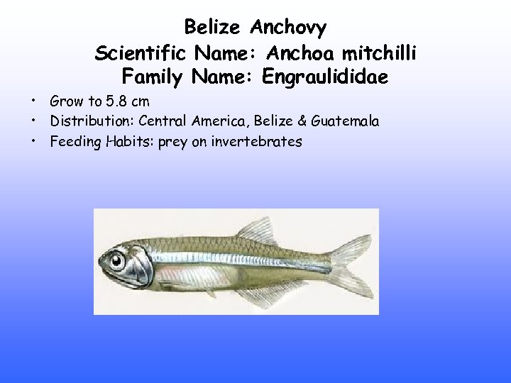 Belize Anchovy Scientific Name: Anchoa mitchilli Family Name: Engraulididae • Grow to 5. 8