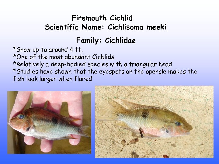 Firemouth Cichlid Scientific Name: Cichlisoma meeki Family: Cichlidae *Grow up to around 4 ft.