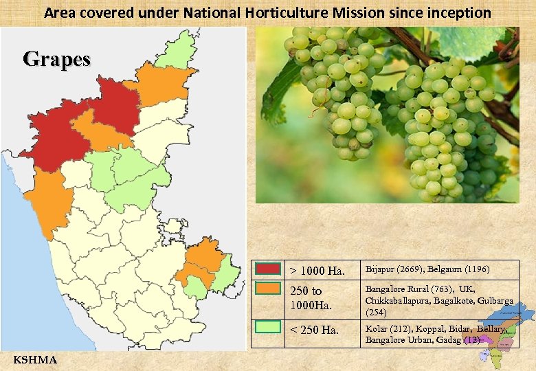 Area covered under National Horticulture Mission sinception Grapes > 1000 Ha. 250 to 1000