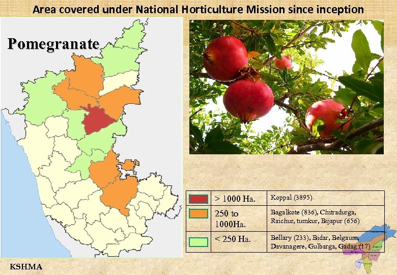 Area covered under National Horticulture Mission sinception Pomegranate > 1000 Ha. 250 to 1000