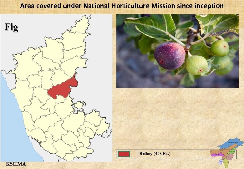 Area covered under National Horticulture Mission sinception Fig Bellary (403 Ha. ) KSHMA 