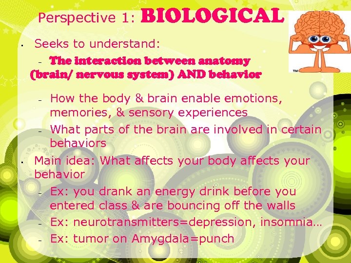 Perspective 1: • Seeks to understand: – The interaction between anatomy (brain/ nervous system)