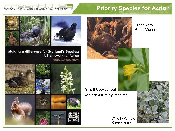 Priority Species for Action Freshwater Pearl Mussel Small Cow Wheat Melampyrum sylvaticum Woolly Willow