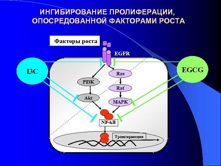 ИНГИБИРОВАНИЕ ПРОЛИФЕРАЦИИ, ОПОСРЕДОВАННОЙ ФАКТОРАМИ РОСТА Факторы роста EGFR I 3 C Ras PI 3