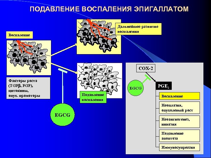 ПОДАВЛЕНИЕ ВОСПАЛЕНИЯ ЭПИГАЛЛАТОМ Дальнейшее развитие воспаления Воспаление COX-2 Факторы роста (TGFb, FGF), цитокины, опух.