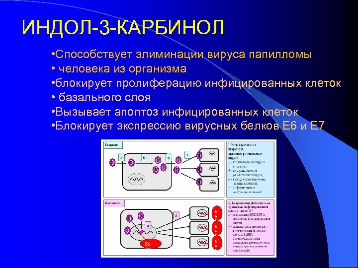 ИНДОЛ-3 -КАРБИНОЛ • Способствует элиминации вируса папилломы • человека из организма • блокирует пролиферацию