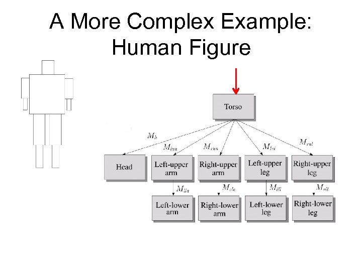 A More Complex Example: Human Figure 