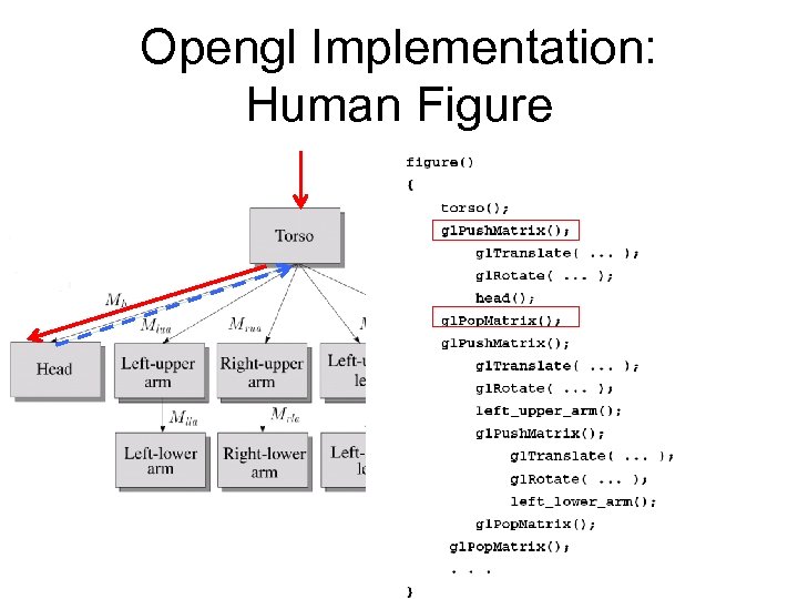 Opengl Implementation: Human Figure 