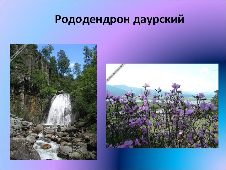 Рододендрон даурский 