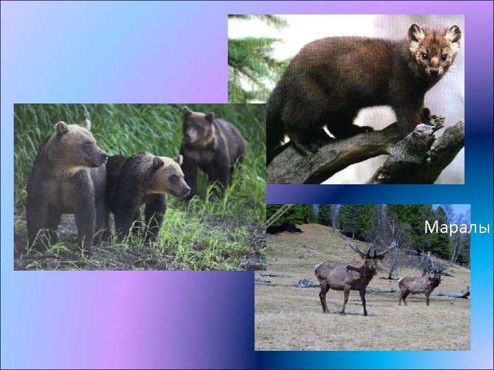 Маралы 