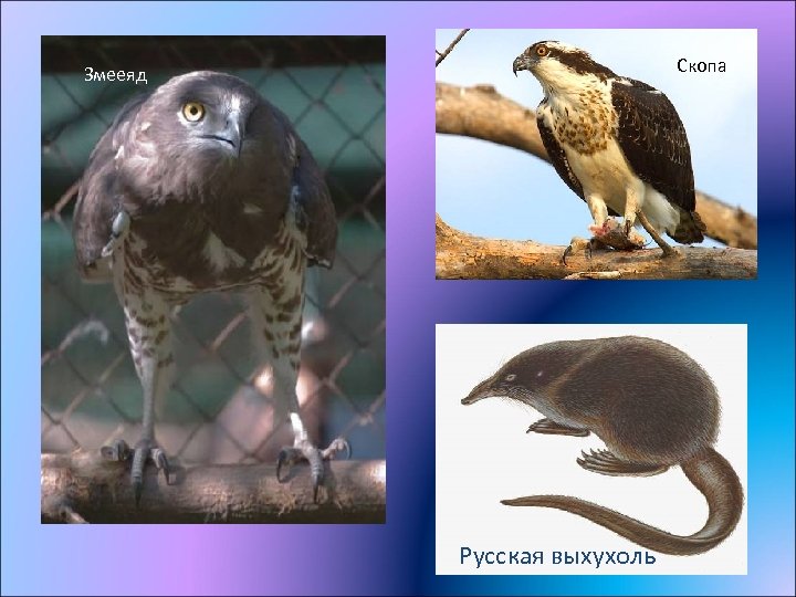 Скопа Змееяд Русская выхухоль 