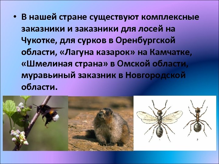  • В нашей стране существуют комплексные заказники и заказники для лосей на Чукотке,