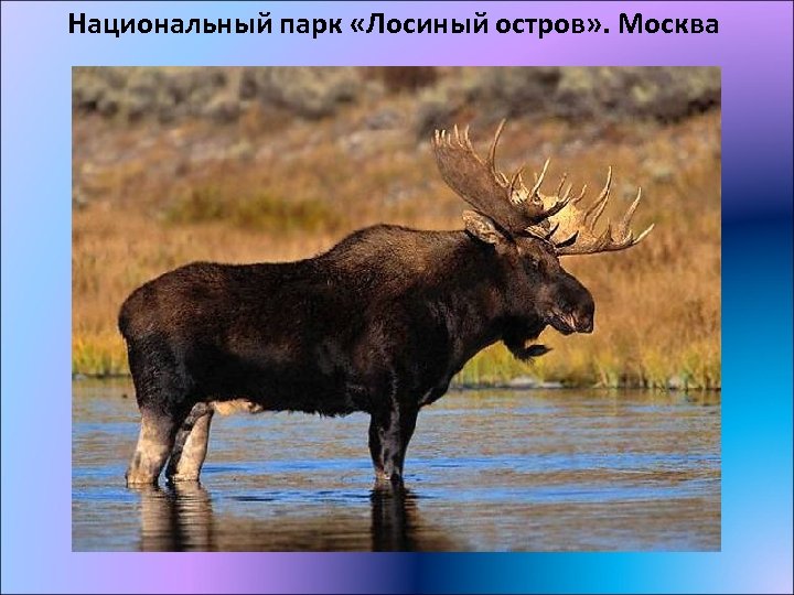 Национальный парк «Лосиный остров» . Москва 