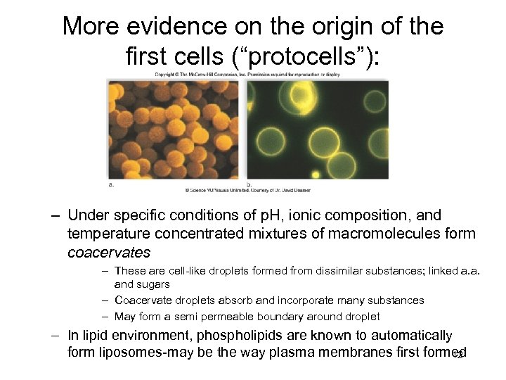 More evidence on the origin of the first cells (“protocells”): – Under specific conditions