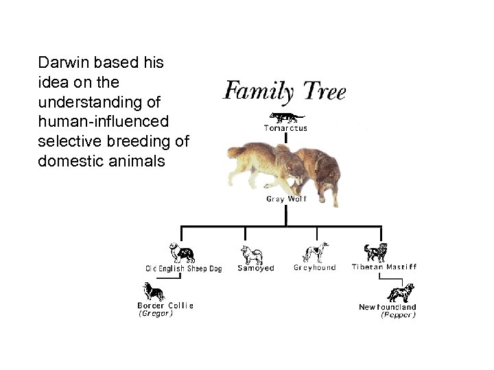 Darwin based his idea on the understanding of human-influenced selective breeding of domestic animals