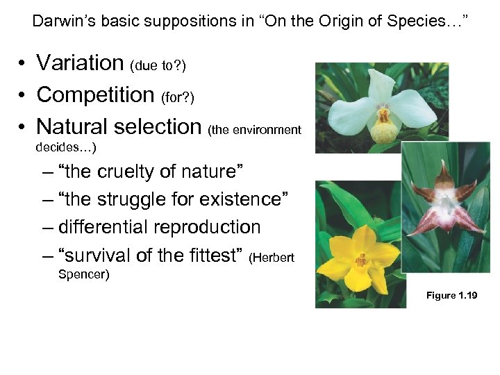 Darwin’s basic suppositions in “On the Origin of Species…” • Variation (due to? )