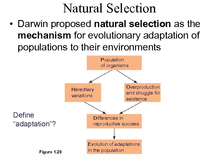 Natural Selection • Darwin proposed natural selection as the mechanism for evolutionary adaptation of