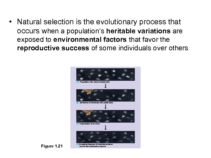  • Natural selection is the evolutionary process that occurs when a population’s heritable