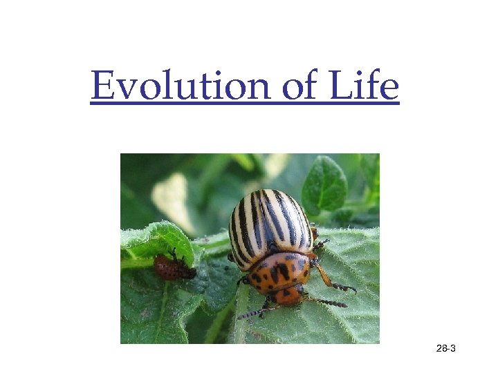 Evolution of Life 28 -3 