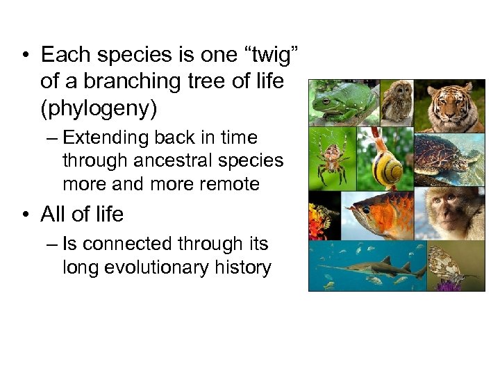  • Each species is one “twig” of a branching tree of life (phylogeny)