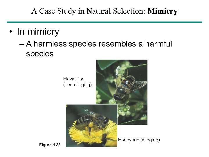 A Case Study in Natural Selection: Mimicry • In mimicry – A harmless species
