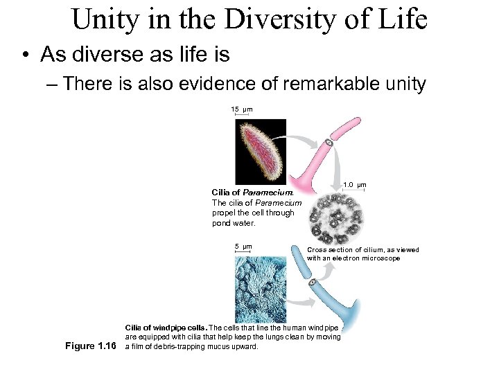Unity in the Diversity of Life • As diverse as life is – There
