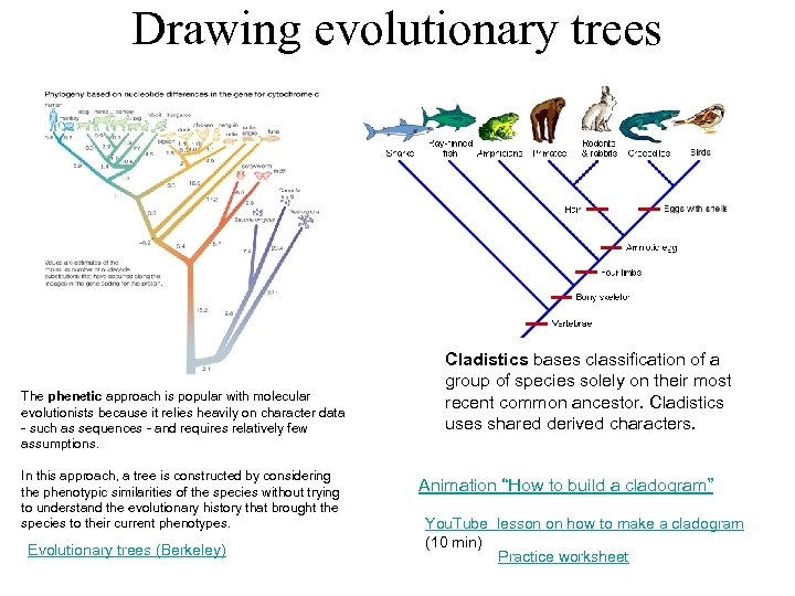 Drawing evolutionary trees The phenetic approach is popular with molecular evolutionists because it relies