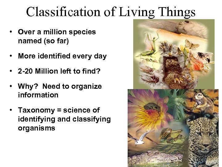 Classification of Living Things • Over a million species named (so far) • More