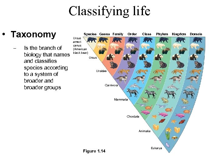 Classifying life • Taxonomy – Is the branch of biology that names and classifies