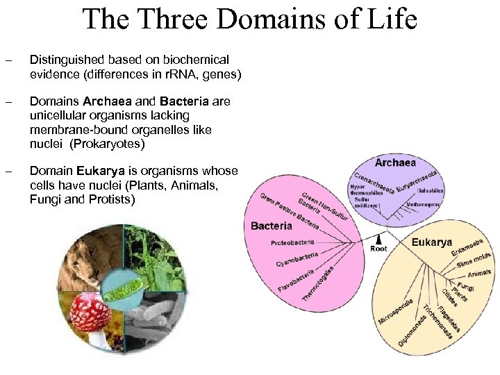 The Three Domains of Life – Distinguished based on biochemical evidence (differences in r.