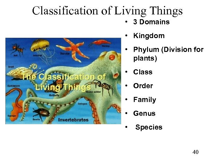 Classification of Living Things • 3 Domains • Kingdom • Phylum (Division for plants)