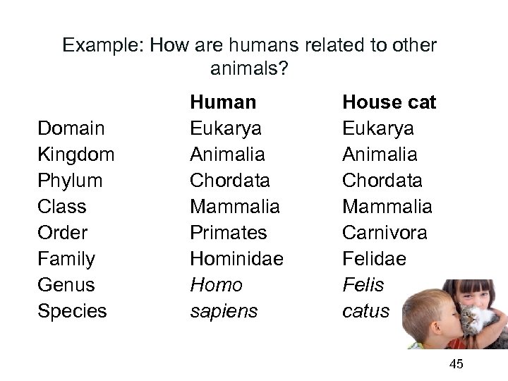 Example: How are humans related to other animals? Domain Kingdom Phylum Class Order Family