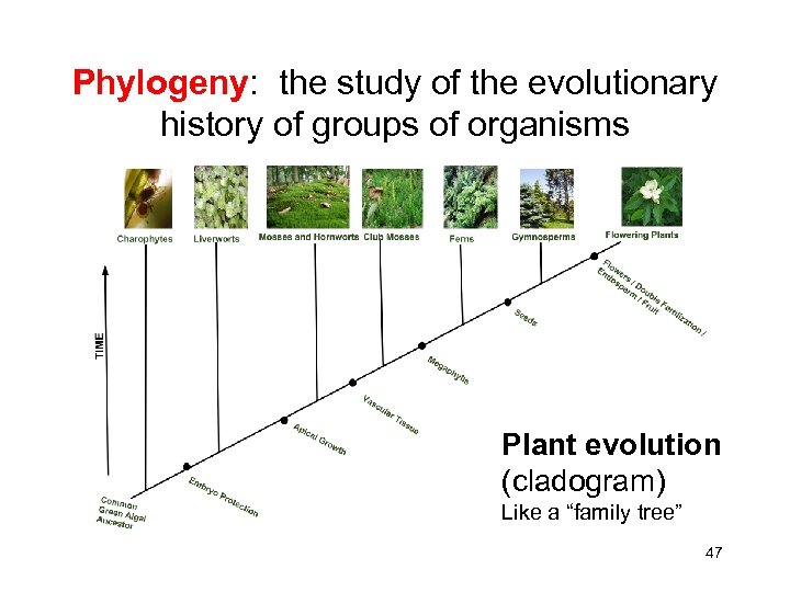 Phylogeny: the study of the evolutionary history of groups of organisms Plant evolution (cladogram)