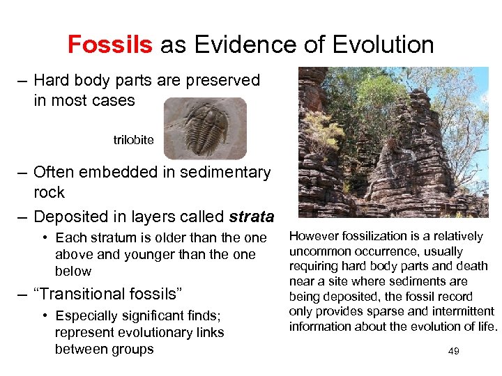 Fossils as Evidence of Evolution – Hard body parts are preserved in most cases