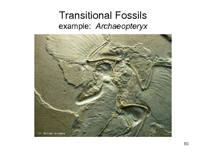Transitional Fossils example: Archaeopteryx 50 