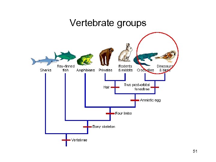 Vertebrate groups 51 