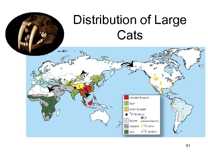 Distribution of Large Cats 61 
