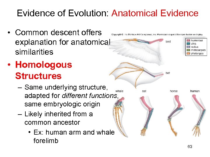 Evidence of Evolution: Anatomical Evidence • Common descent offers explanation for anatomical similarities •