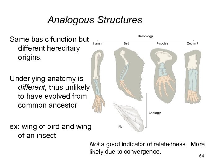 Analogous Structures Same basic function but different hereditary origins. Underlying anatomy is different, thus