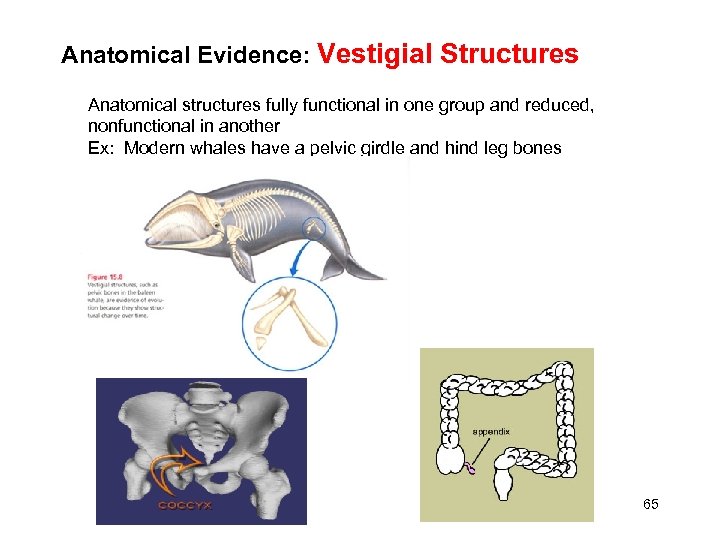 Anatomical Evidence: Vestigial Structures Anatomical structures fully functional in one group and reduced, nonfunctional