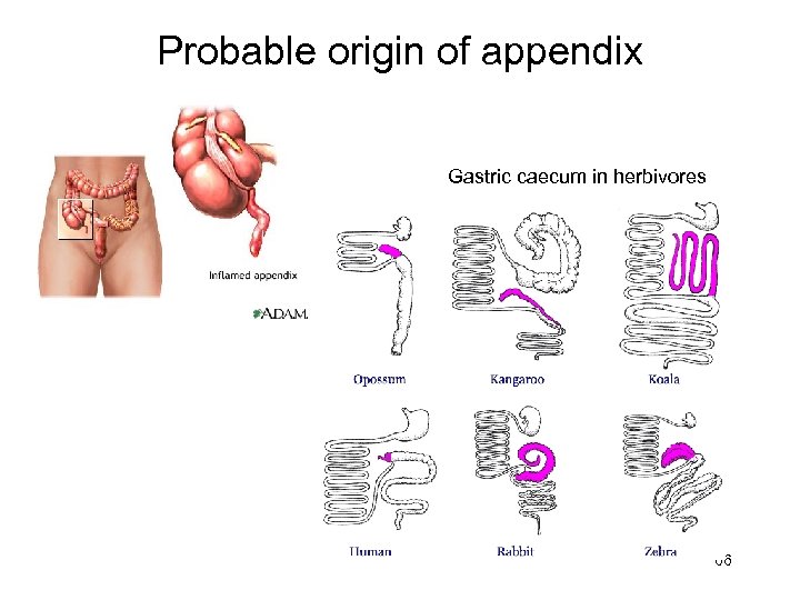 Probable origin of appendix Gastric caecum in herbivores 66 