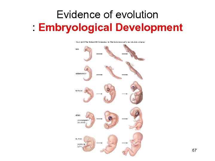 Evidence of evolution : Embryological Development 67 