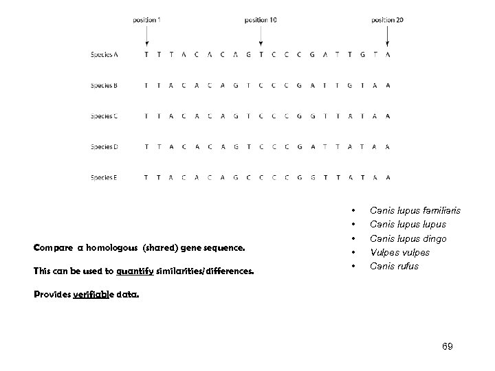 Compare a homologous (shared) gene sequence. This can be used to quantify similarities/differences. •