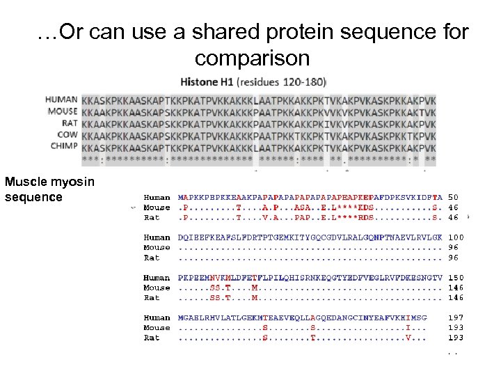 …Or can use a shared protein sequence for comparison Muscle myosin sequence 71 