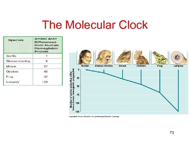 The Molecular Clock 73 