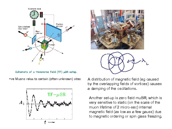 +ve Muons relax to certain (often unknown) sites. A distribution of magnetic field (eg